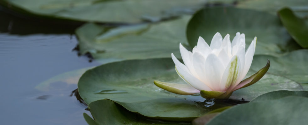 mindfulness flor de loto
